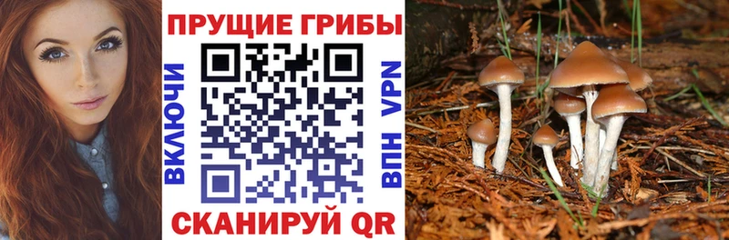 как найти   Новошахтинск  Галлюциногенные грибы MAGIC MUSHROOMS 